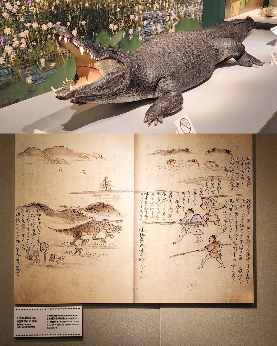 에도시대의 악어 그림.jpg_1.jpg