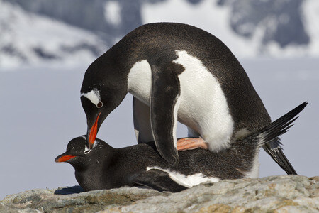 너네 펭귄이 야스하는거 본적 있냐?_1.jpg