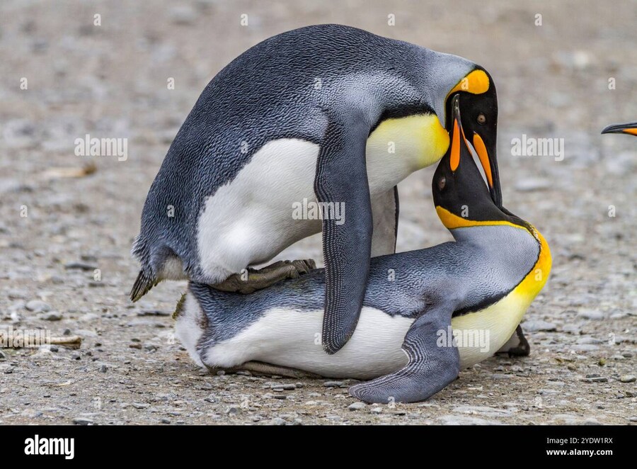 너네 펭귄이 야스하는거 본적 있냐?_3.jpg