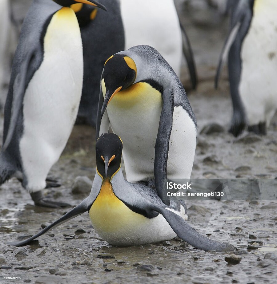 너네 펭귄이 야스하는거 본적 있냐?_4.jpg