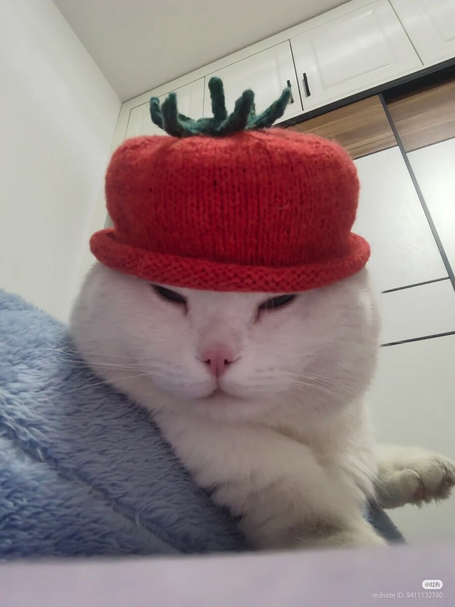 고양이: 나는 토마토가 싫어_2.jpg