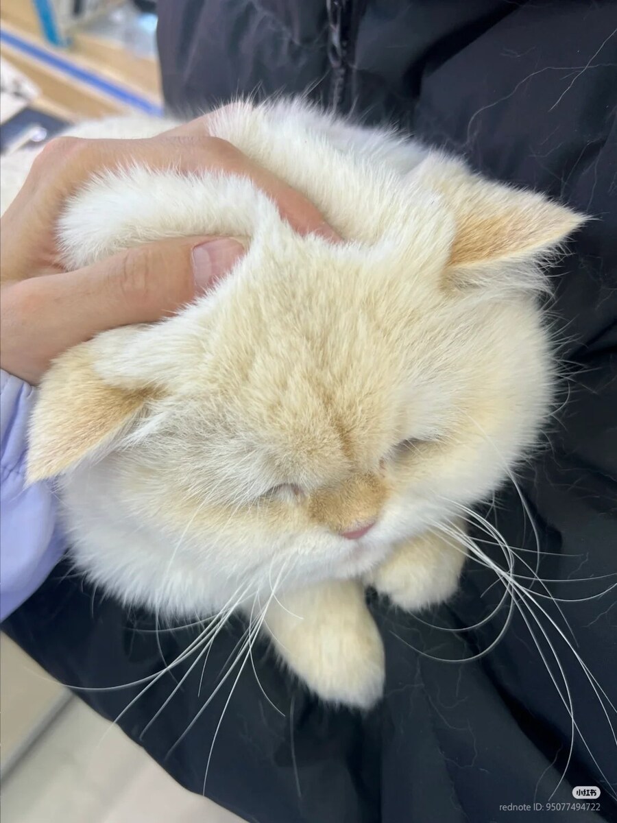 고양이 말랑말랑 폭신폭신 두피 _1.jpg