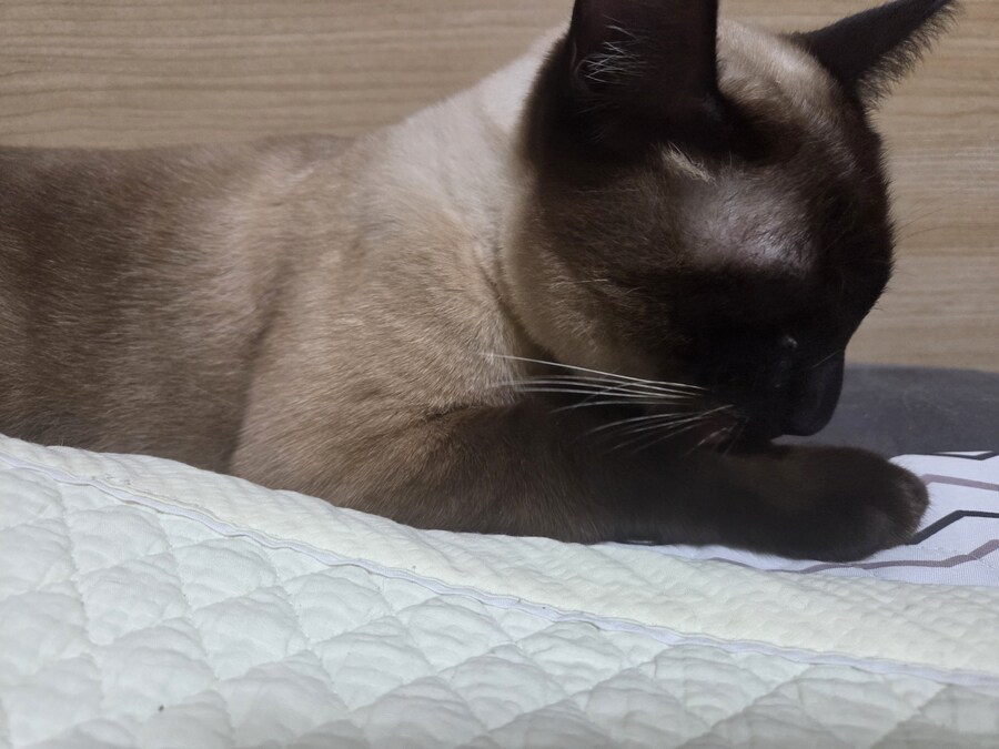 빼빼로데이 때 빼빼로 안줬더니 우리집 고양이가..._1.jpg