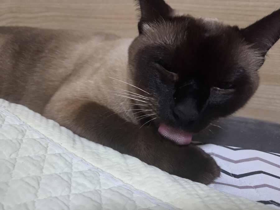 빼빼로데이 때 빼빼로 안줬더니 우리집 고양이가..._2.jpg