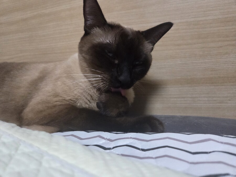 빼빼로데이 때 빼빼로 안줬더니 우리집 고양이가..._3.jpg