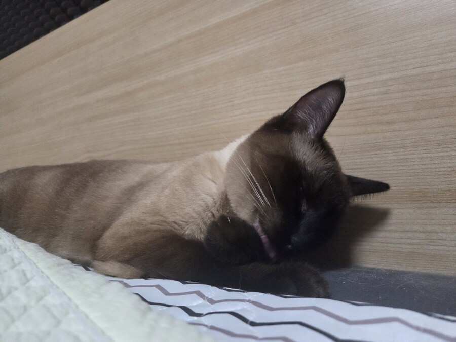 빼빼로데이 때 빼빼로 안줬더니 우리집 고양이가..._4.jpg