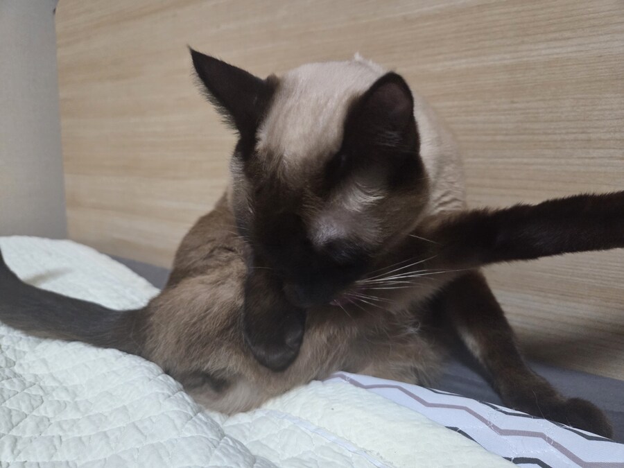 빼빼로데이 때 빼빼로 안줬더니 우리집 고양이가..._7.jpg