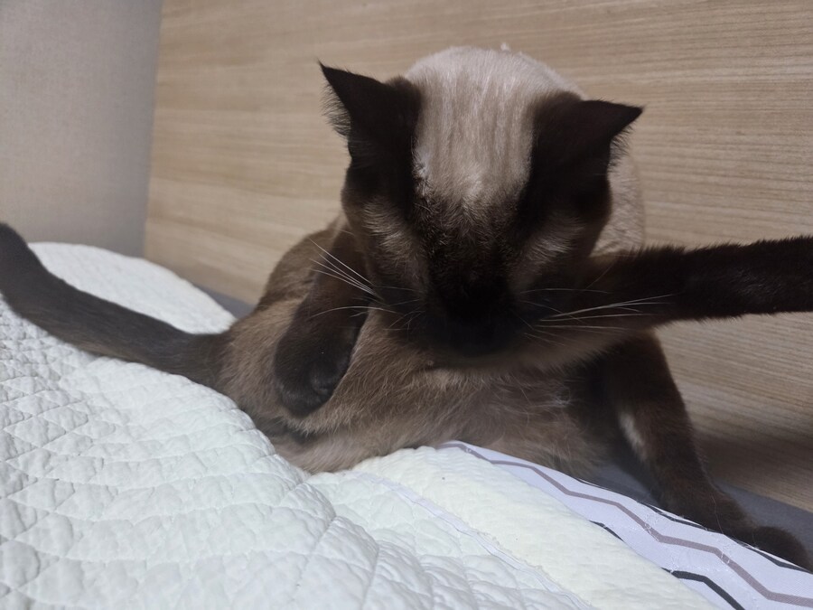 빼빼로데이 때 빼빼로 안줬더니 우리집 고양이가..._8.jpg