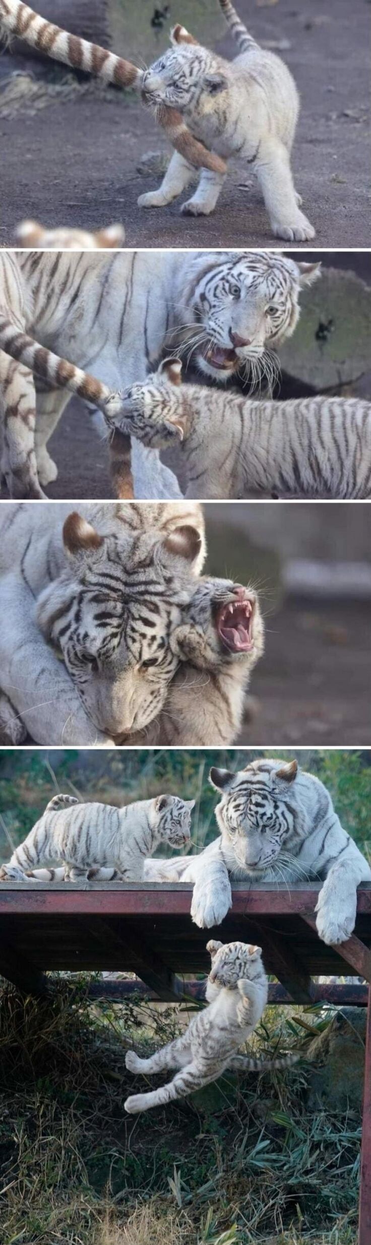 백호의 모성_1.jpg