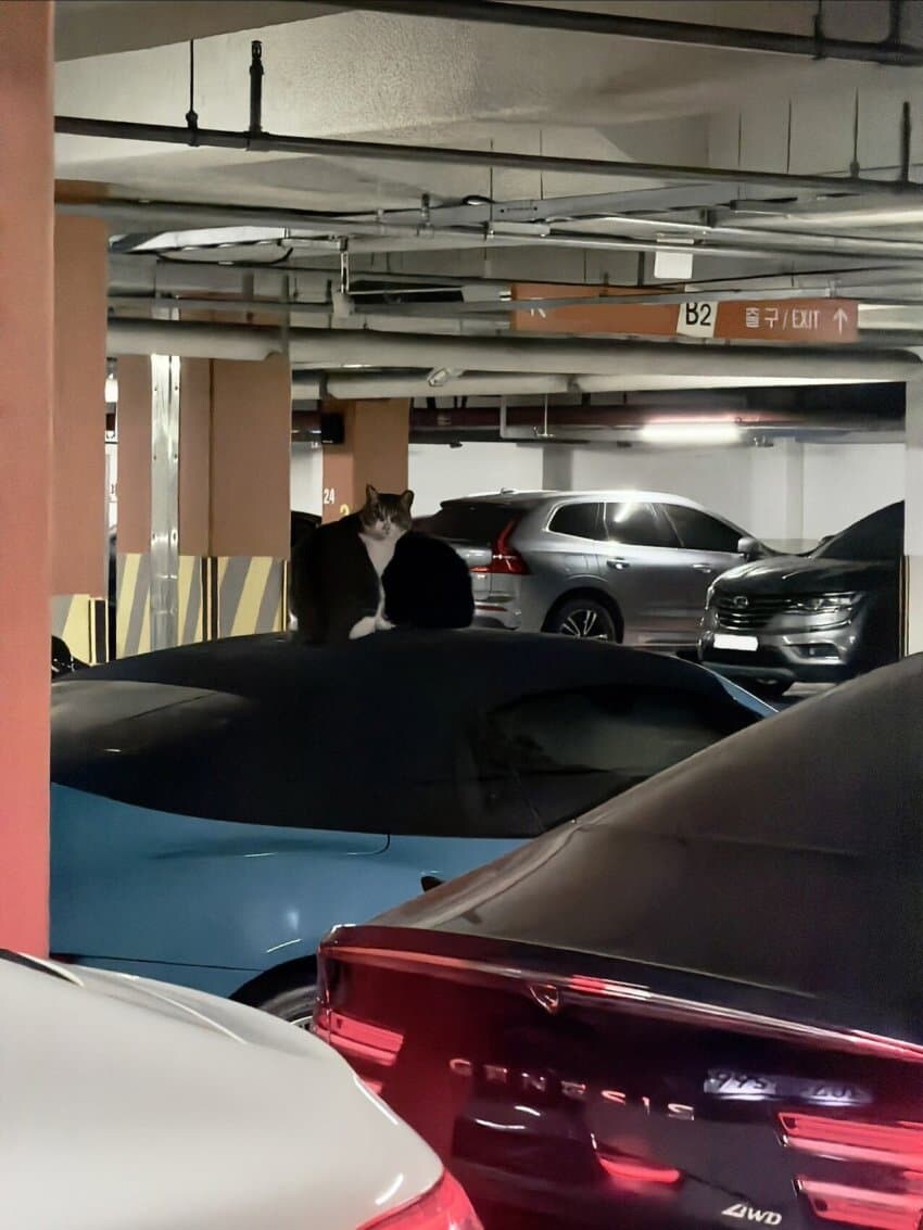 고양이 정액때문에 1200만원 날린 차주_1.jpg