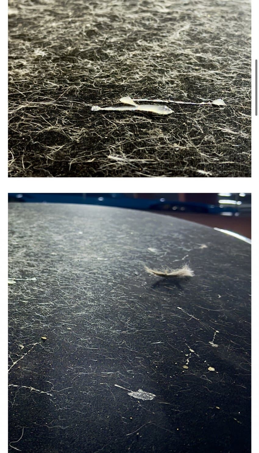 고양이 정액때문에 1200만원 날린 차주_2.jpg