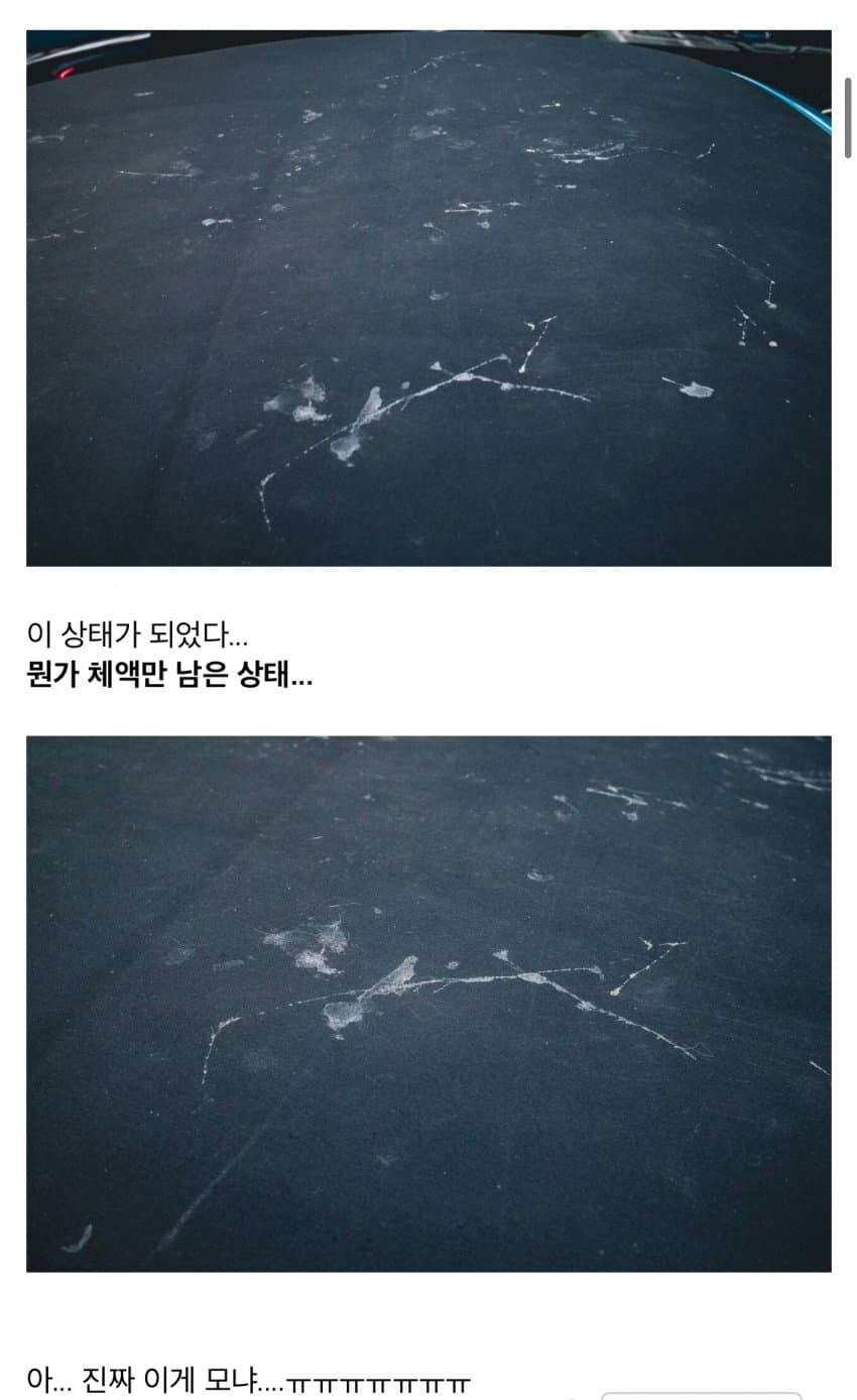 고양이 정액때문에 1200만원 날린 차주_3.jpg