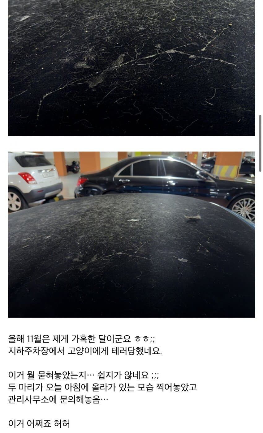 고양이 정액때문에 1200만원 날린 차주_4.jpg