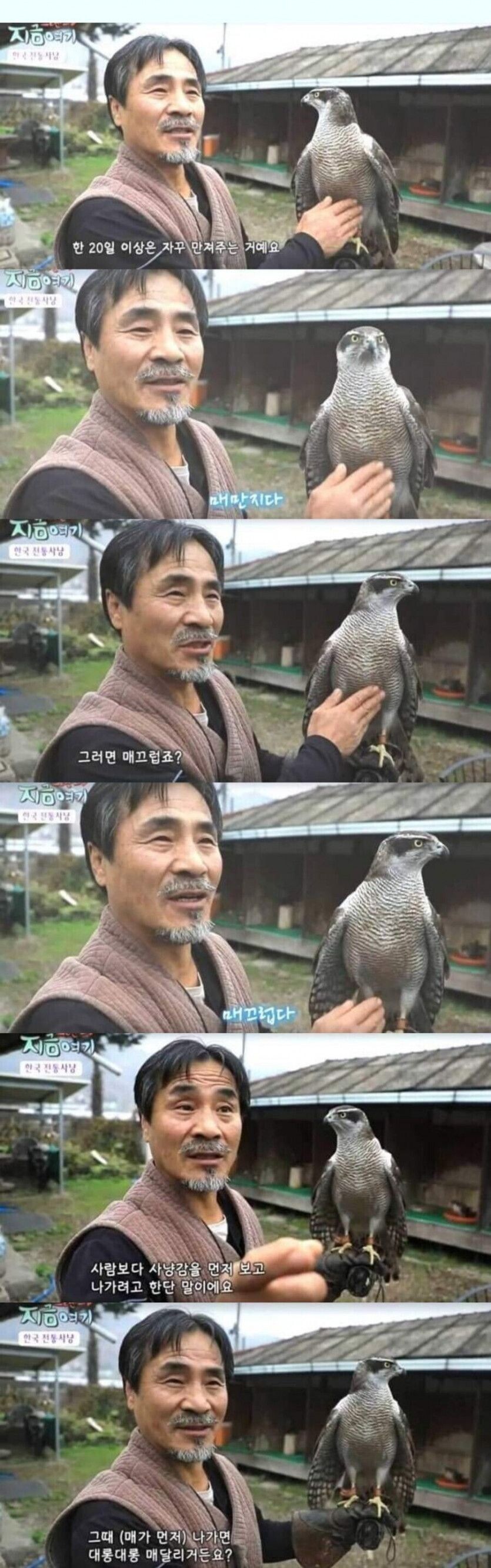 한국인이 좋아하는 매의 비밀_1.jpg