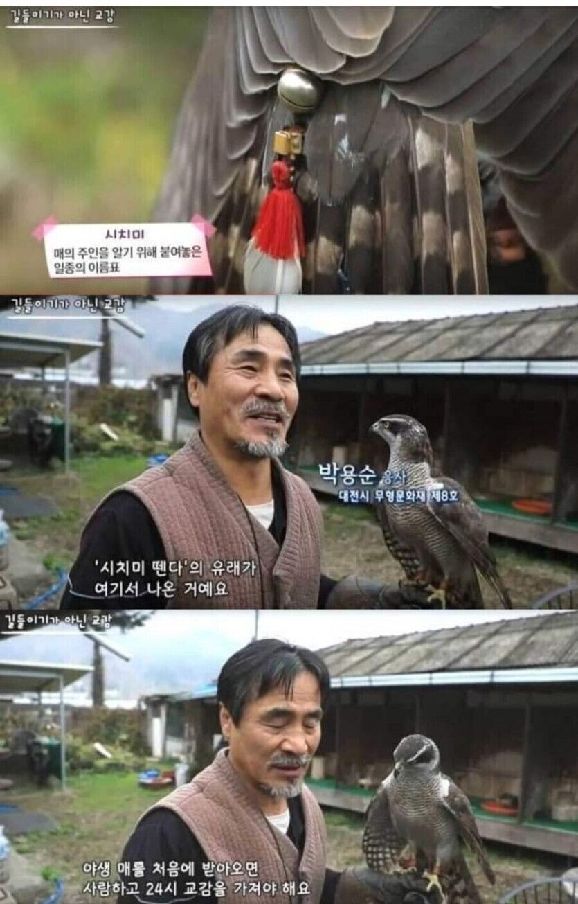 한국인이 좋아하는 매의 비밀_2.jpg