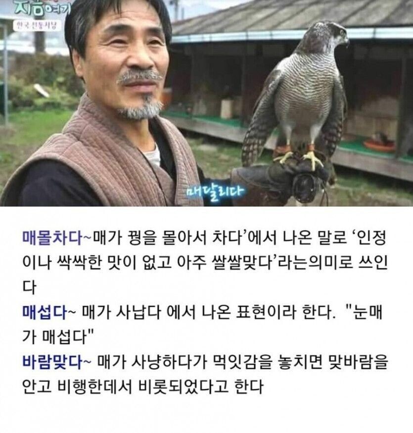한국인이 좋아하는 매의 비밀_3.jpg