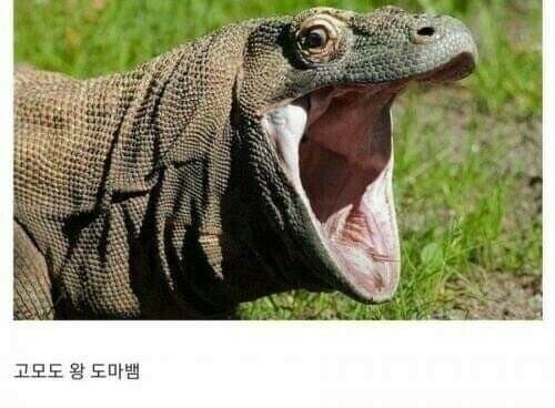 아빠가 왕 도마뱀일때 아빠의 여동생은?_1.jpg