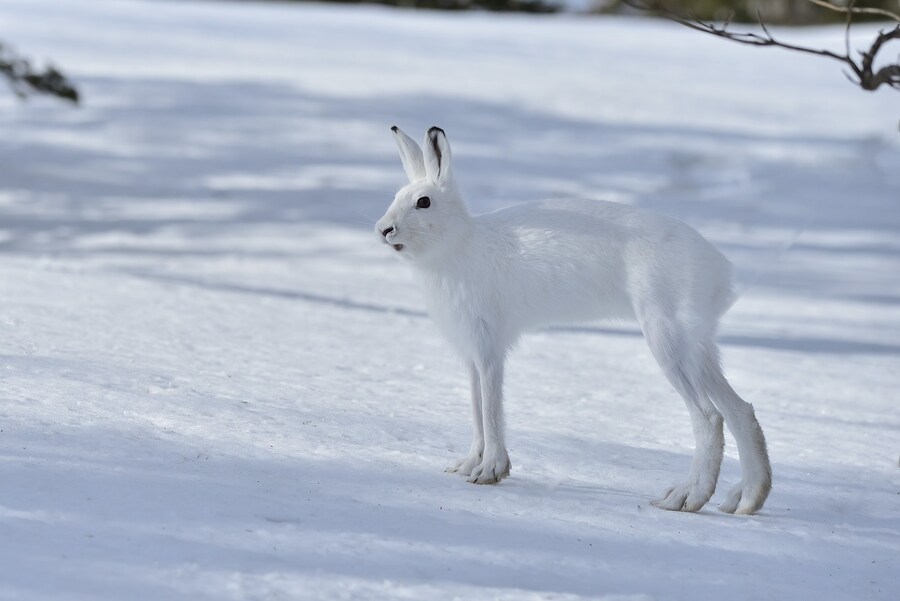 의외로 길쭉한 생물.jpg_1.jpg