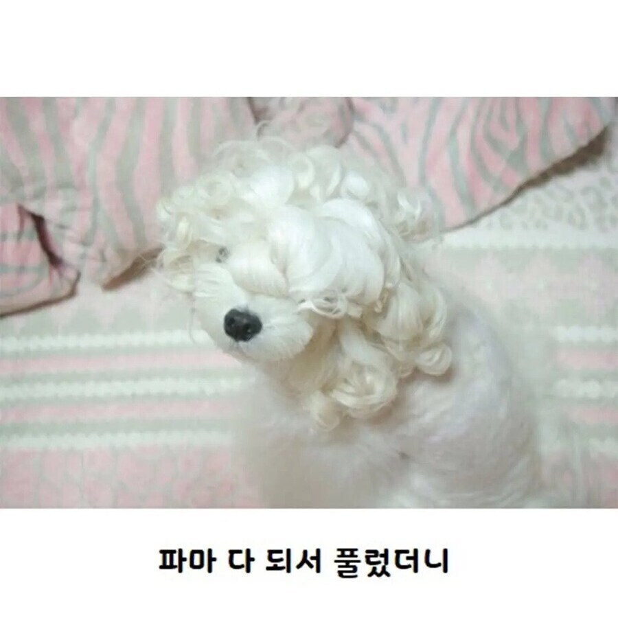 수수깡으로 파마한 멍멍이_2.jpg