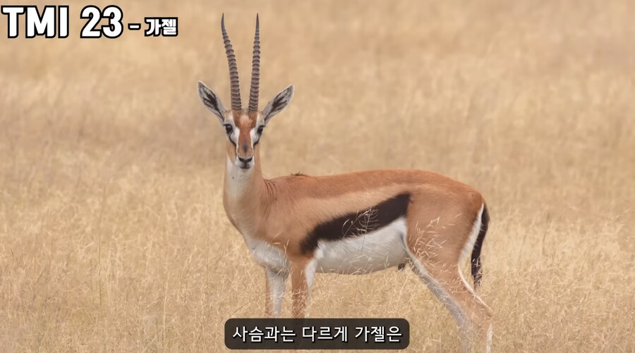 주토피아 가젤 성별의 비밀_5.png