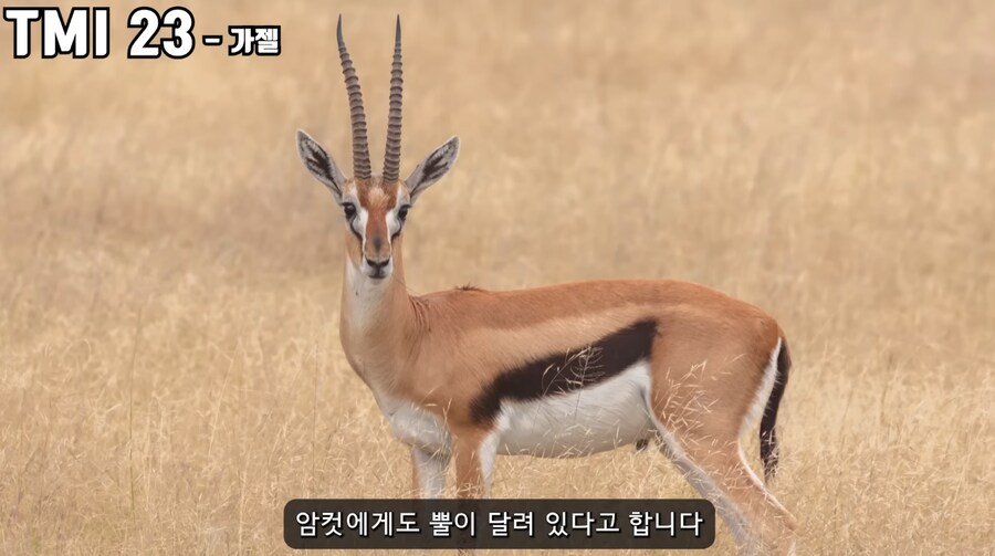 주토피아 가젤 성별의 비밀_6.png