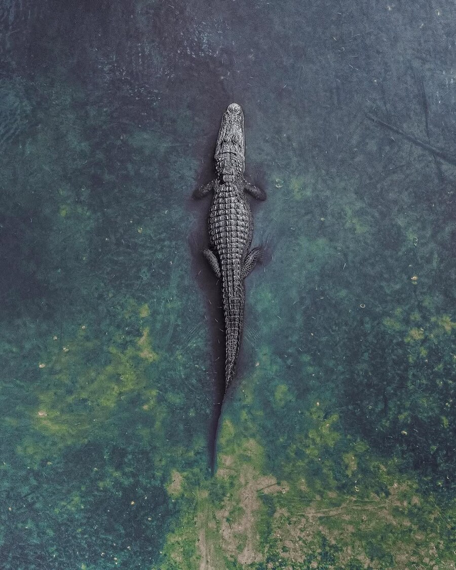 위에서 찍어 본 동물 사진들_3.jpg