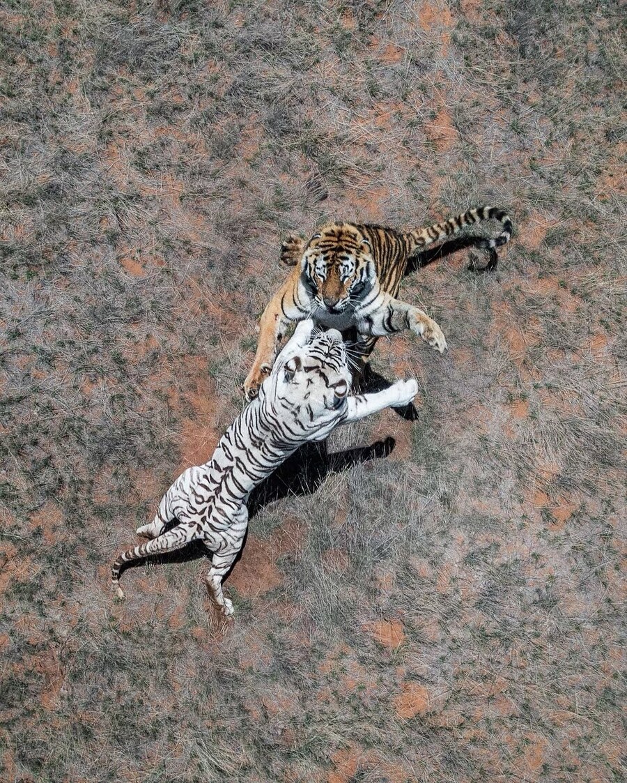 위에서 찍어 본 동물 사진들_5.jpg