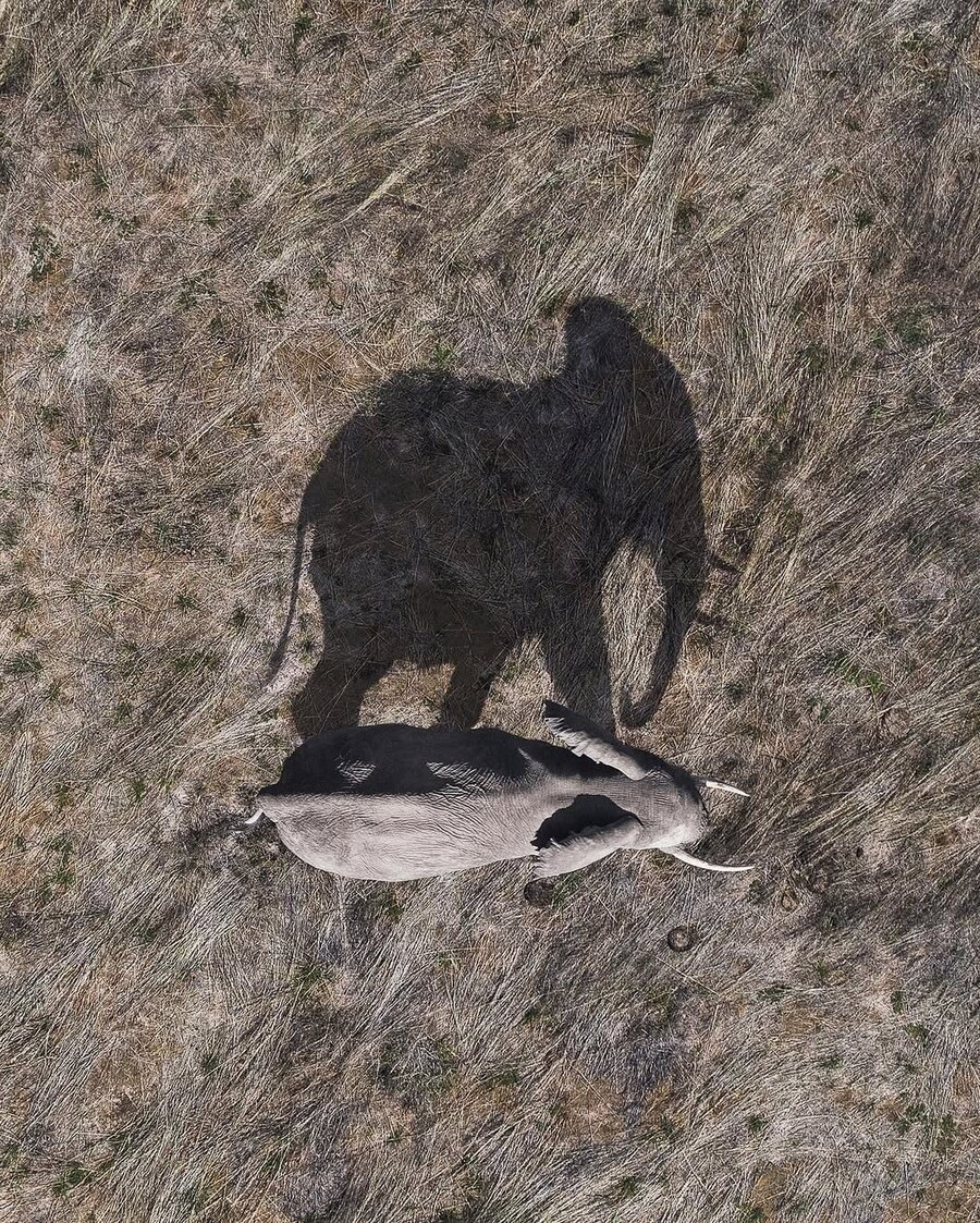 위에서 찍어 본 동물 사진들_7.jpg