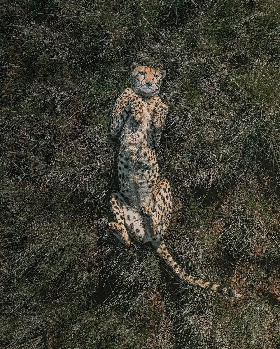 위에서 찍어 본 동물 사진들_8.jpg