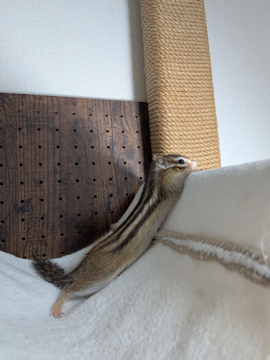 길쭉한 쥐.jpg_1.jpg