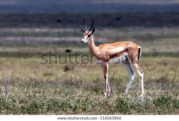 주토피아 가젤 성별의 비밀의 비밀_6.jpg