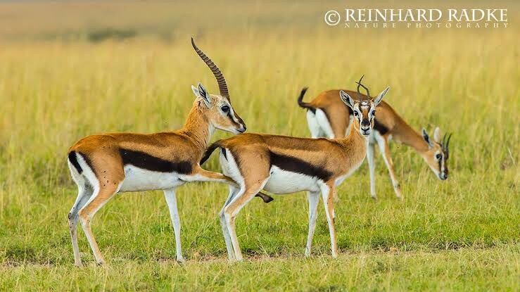 주토피아 가젤 성별의 비밀의 비밀_8.jpg