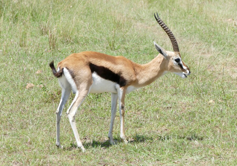 주토피아 가젤 성별의 비밀의 비밀_7.jpg