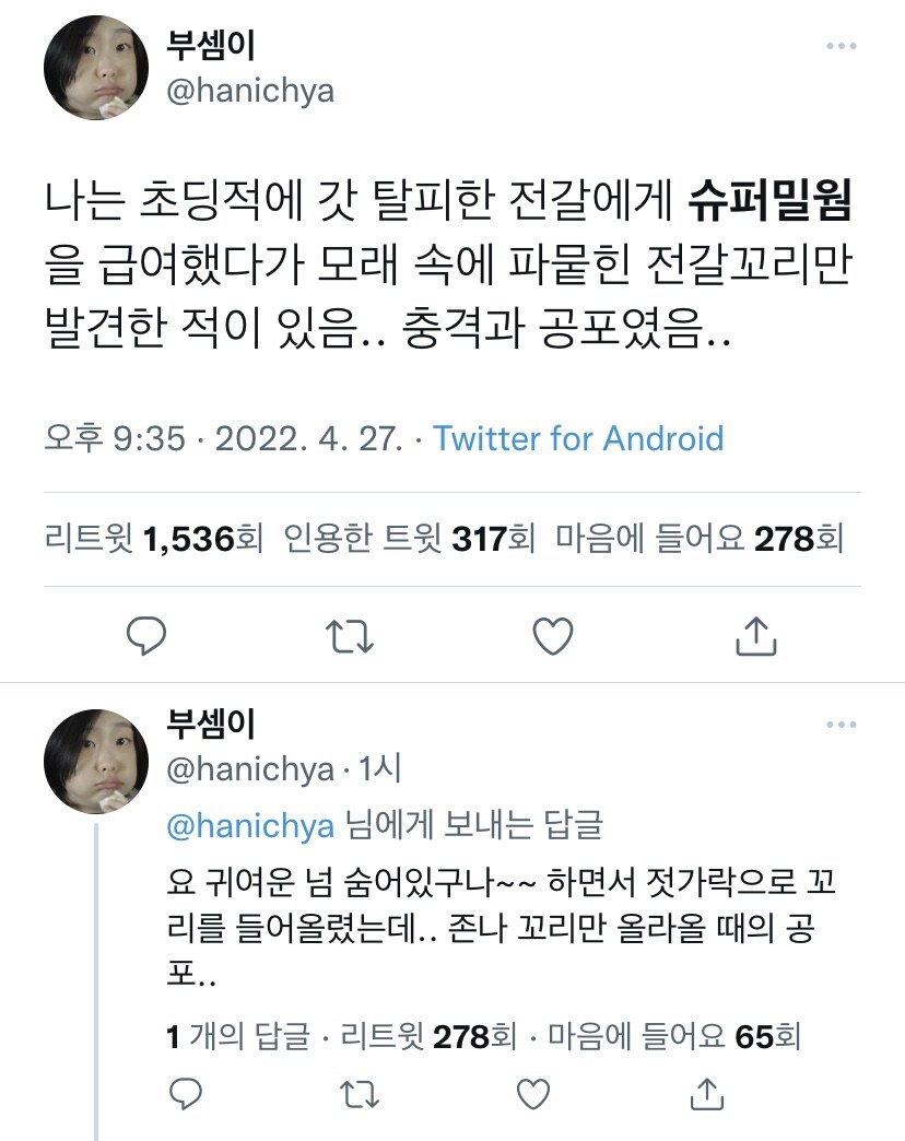 전갈한테 슈퍼밀웜 먹이로 줬다가 생긴 일.jpg_1.jpg
