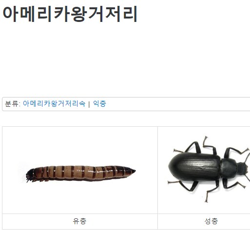 전갈한테 슈퍼밀웜 먹이로 줬다가 생긴 일.jpg_3.png