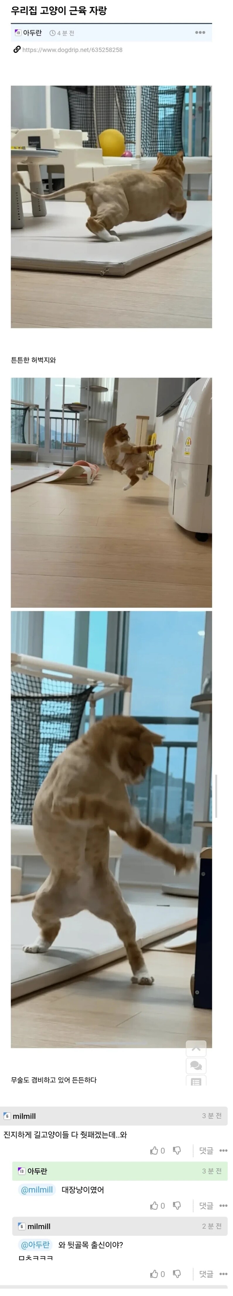 고양이 근육 자랑_1.png