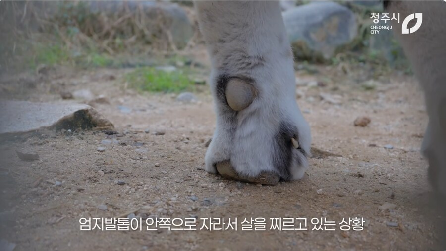 의외로 고난이도인 동물수술_1.png