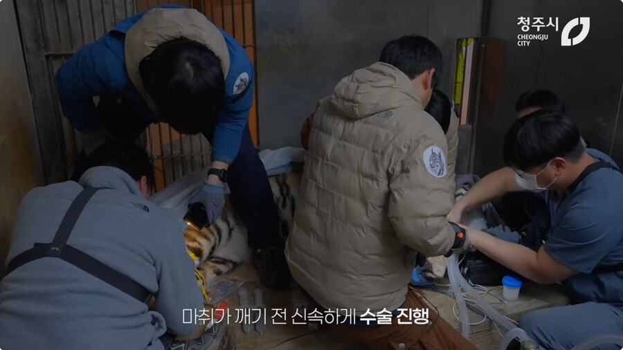 의외로 고난이도인 동물수술_4.png