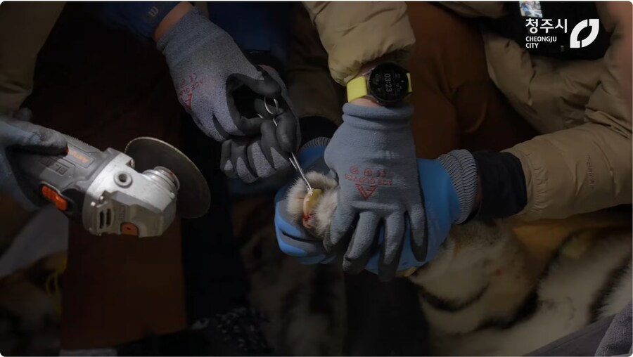 의외로 고난이도인 동물수술_5.png