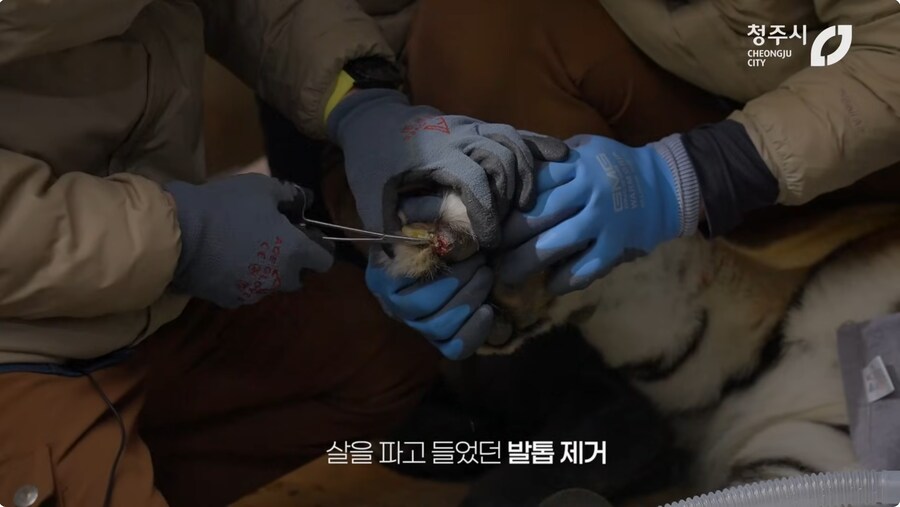 의외로 고난이도인 동물수술_6.png