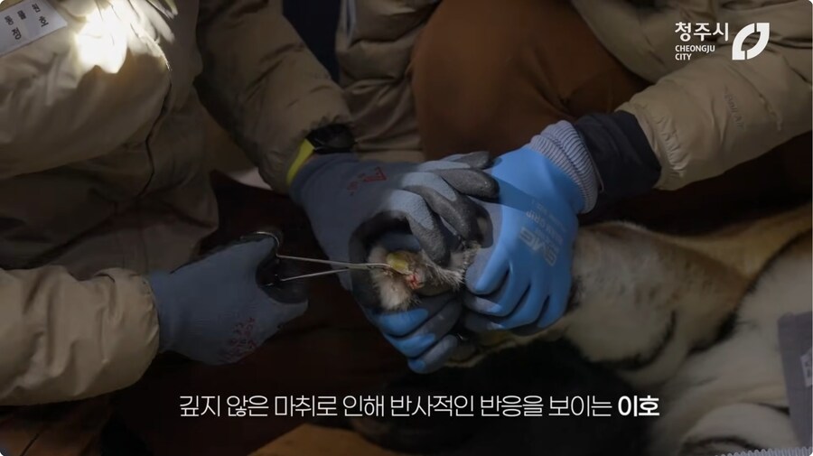 의외로 고난이도인 동물수술_7.png