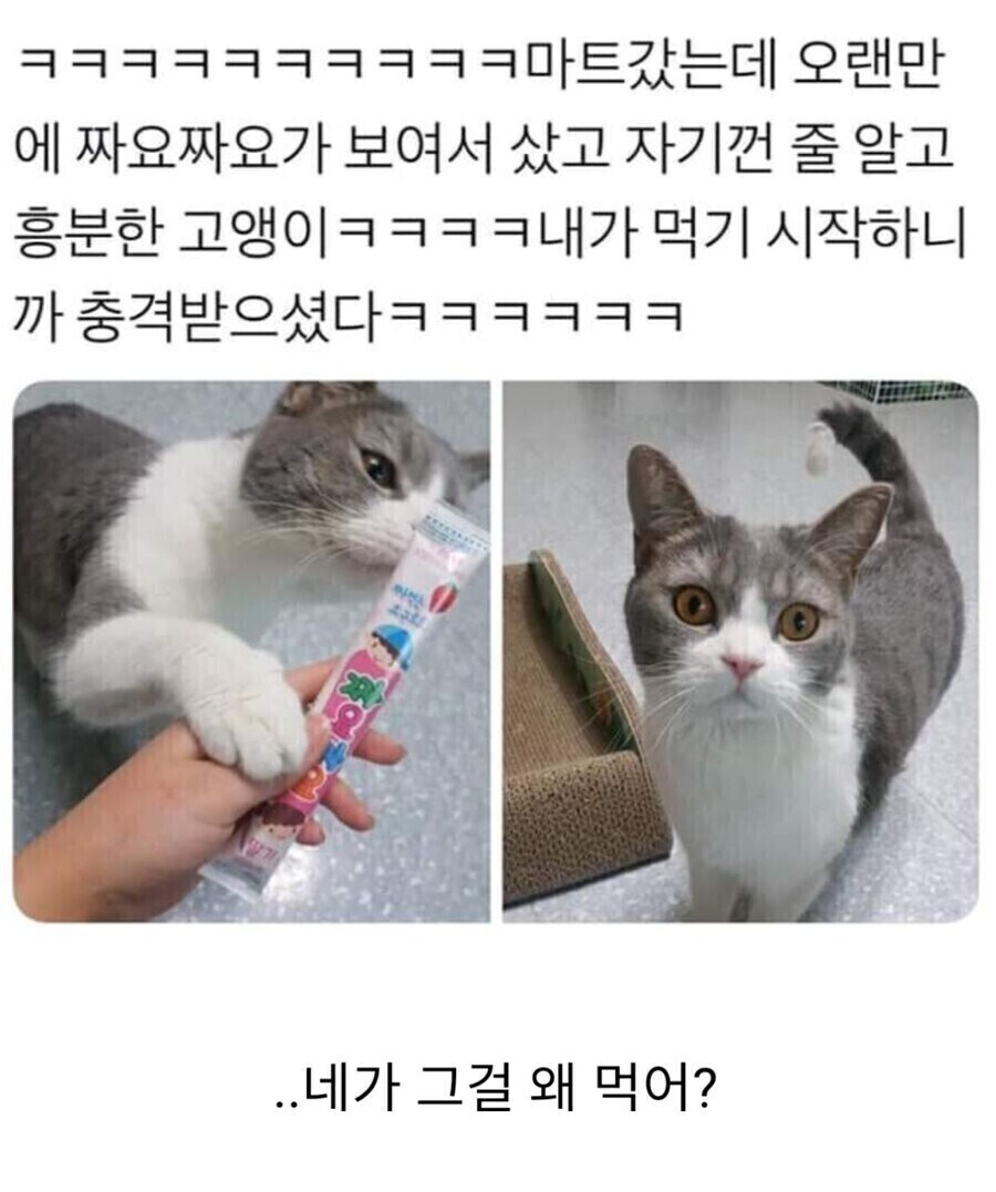 고양이 : 야 그걸 왜 니가 처먹어?!_1.jpg