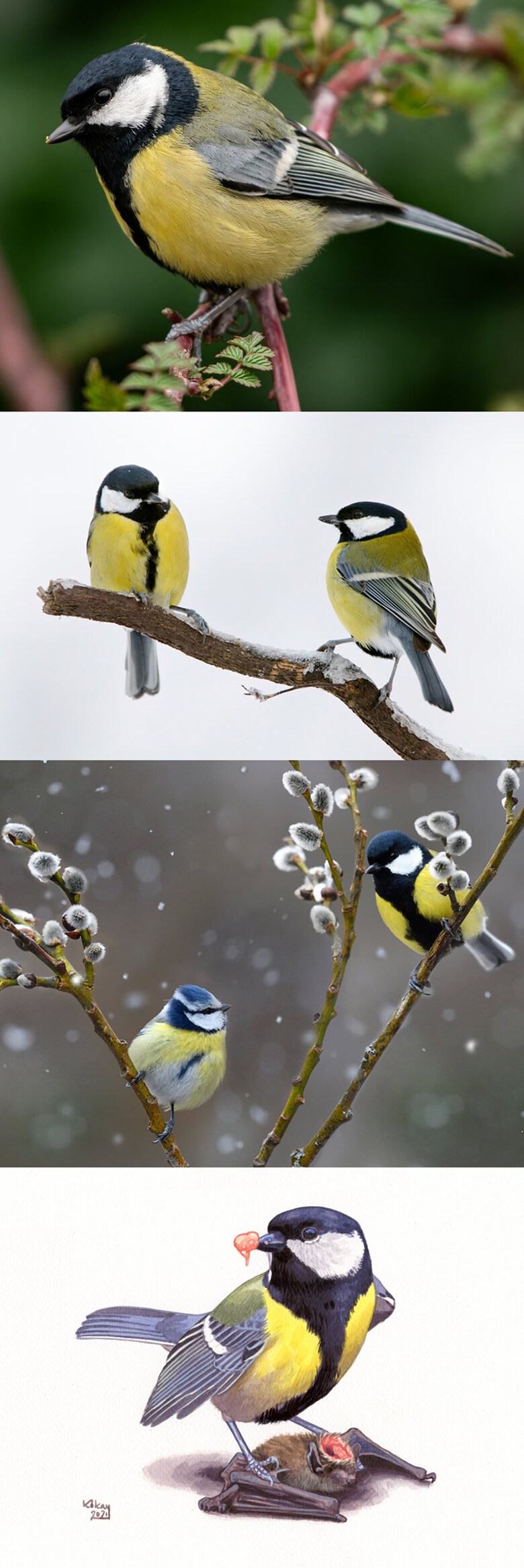 노랑배박새는 씨앗과 곤충을 먹지만 먹을 것이 부족해지면 뇌를 먹는다._1.png