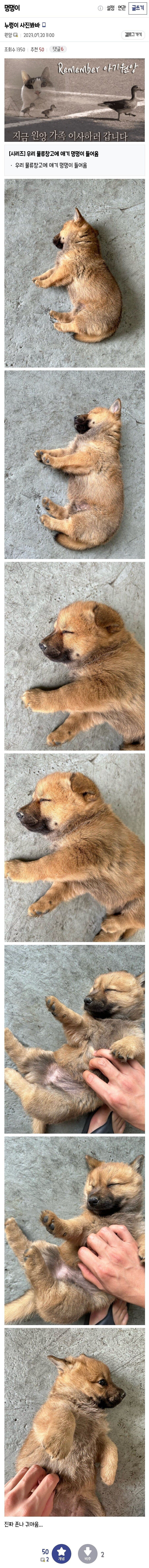 강아지가 행복해지는 과정_2.jpg