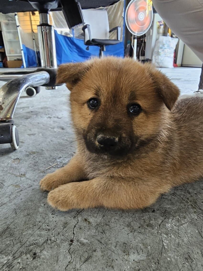 강아지가 행복해지는 과정_9.jpg