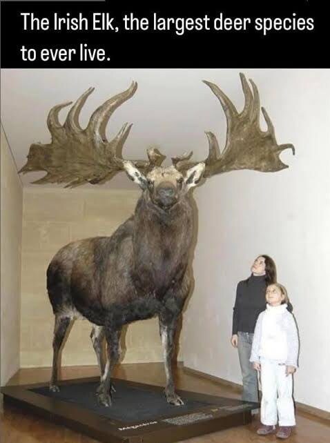 우리나라에 고라니 많은게 차라리 불행 중 다행인 이유_1.jpg