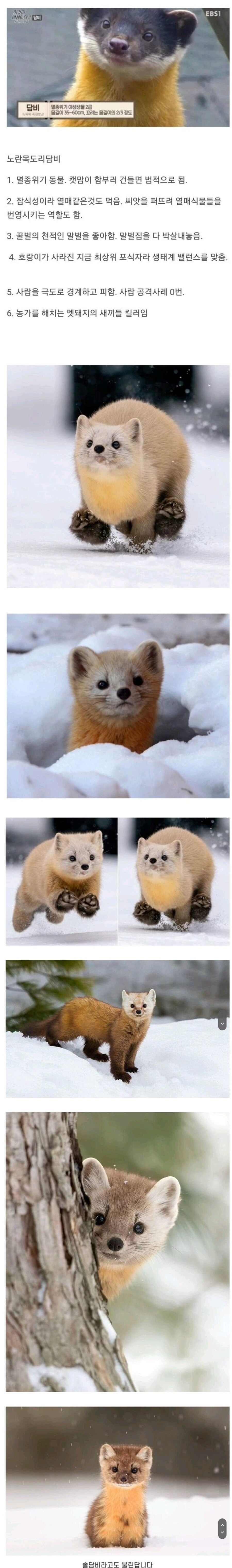 대한민국 생태계 1티어 생물.jpg_1.jpg