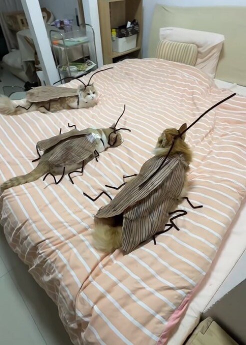 집에 돌아온 남편이 비명을 질렀던 이유_3.jpg