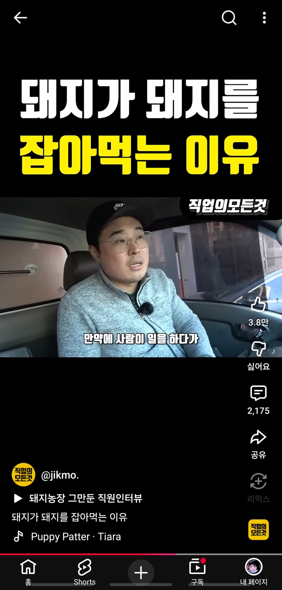 의외로 사람들이 잘 모르는 돼지의 위험성.jpg_5.jpg