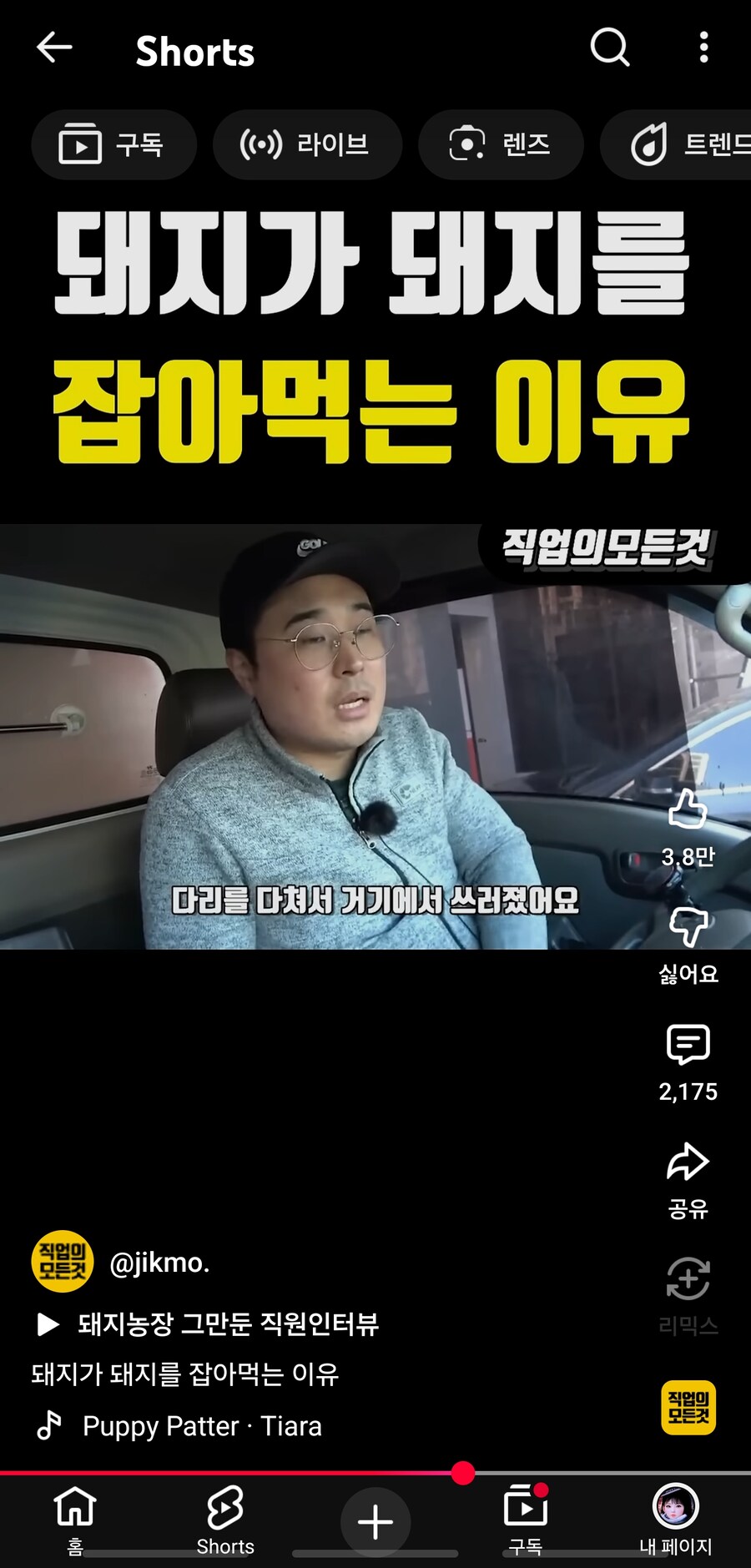 의외로 사람들이 잘 모르는 돼지의 위험성.jpg_6.jpg